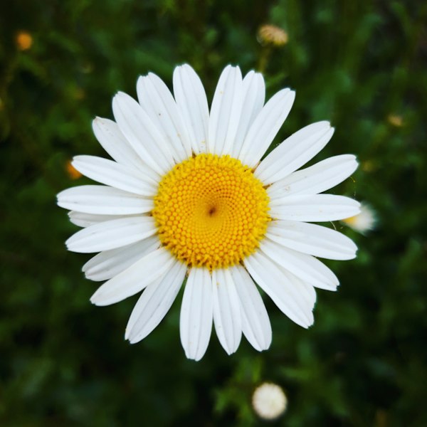 Papatya